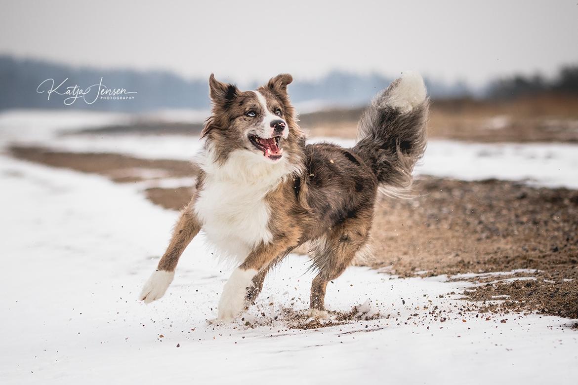 Border collie Chic Coral Sunshine Valmar billede 35