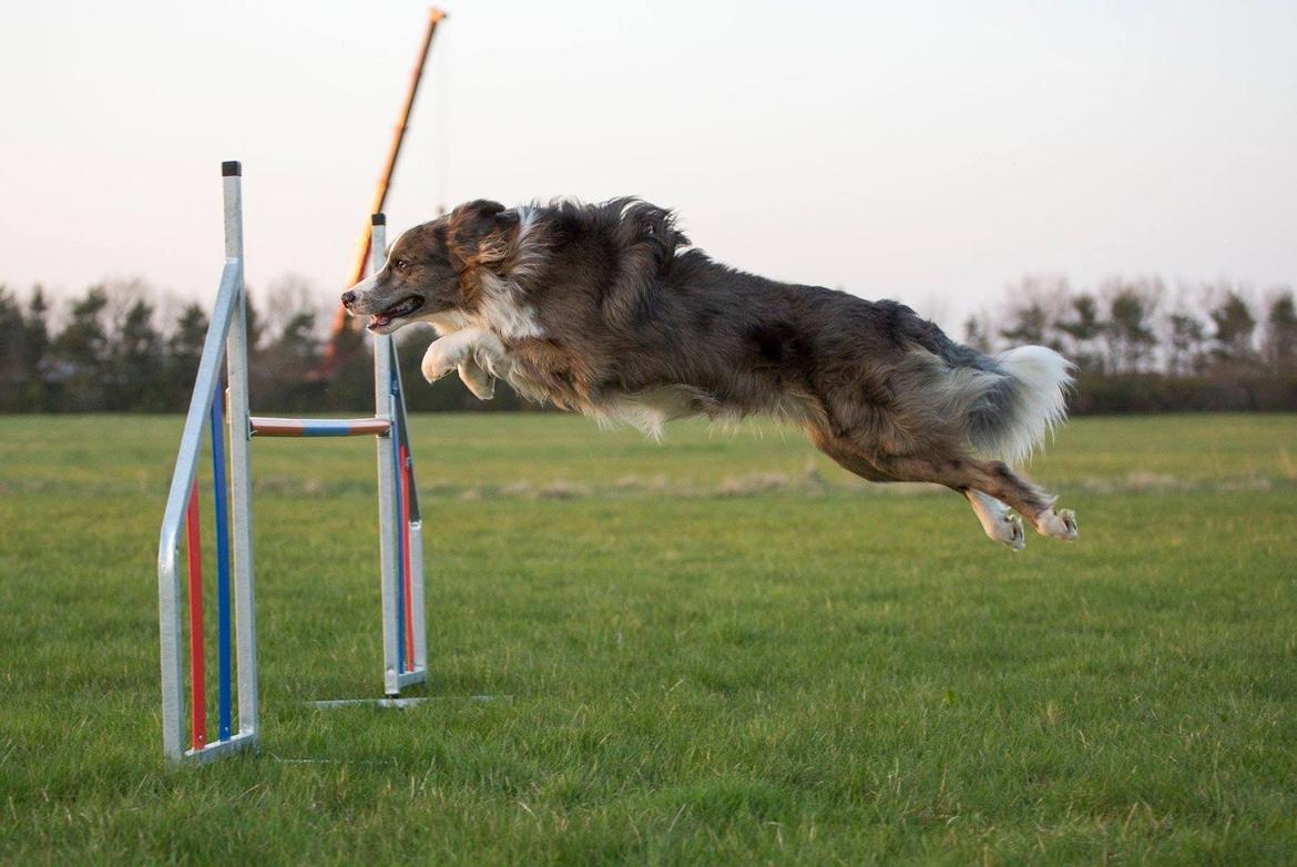 Border collie Chic Coral Sunshine Valmar billede 38