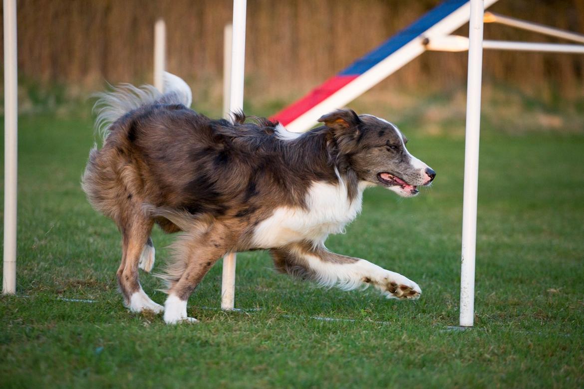 Border collie Chic Coral Sunshine Valmar billede 39