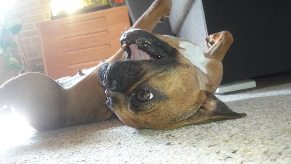 Fransk bulldog Hippo billede 2