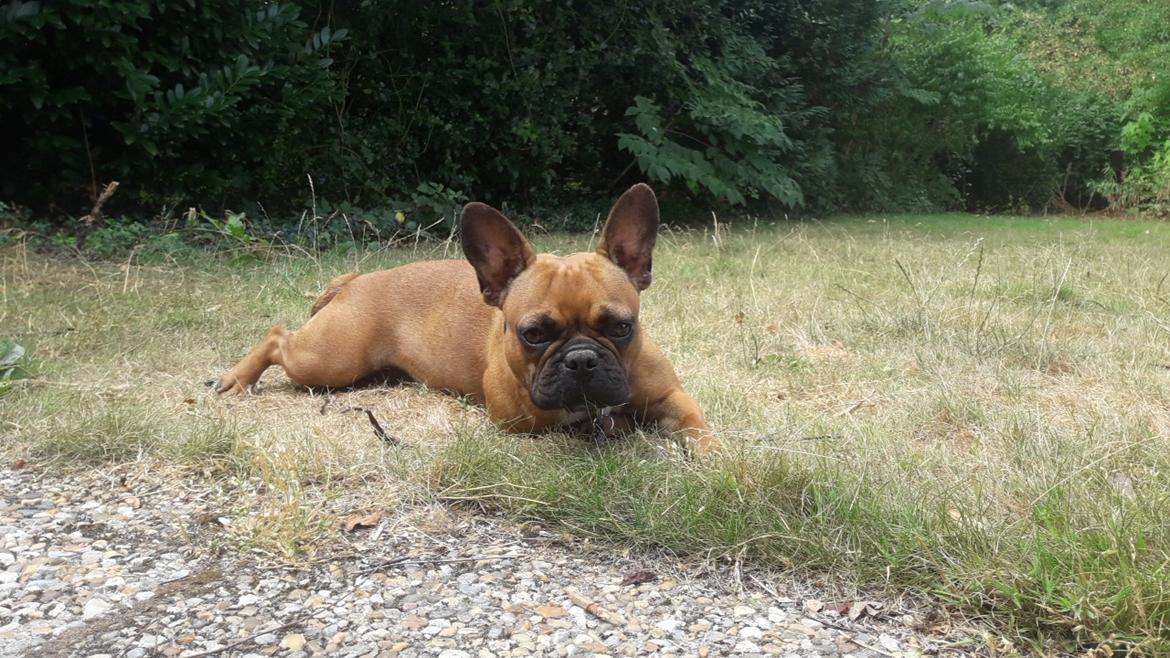 Fransk bulldog Hippo billede 4