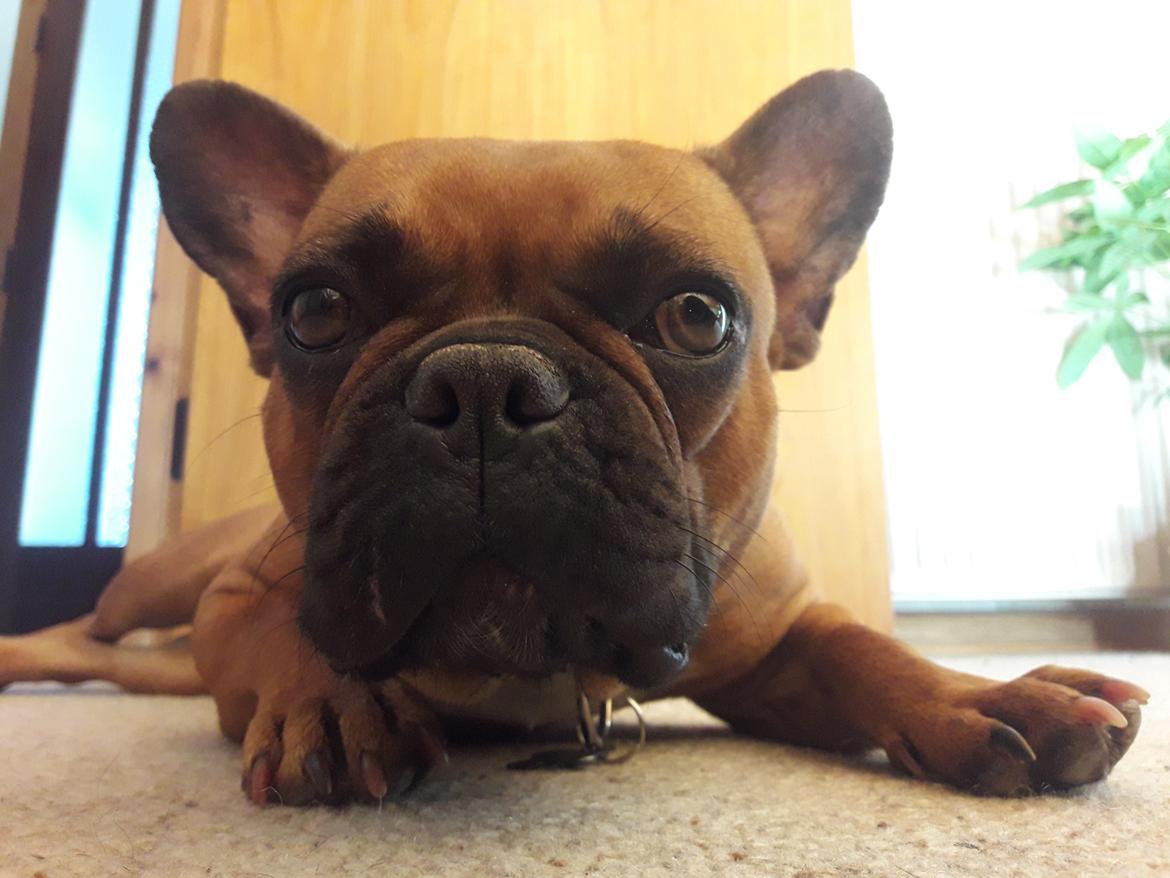 Fransk bulldog Hippo billede 5