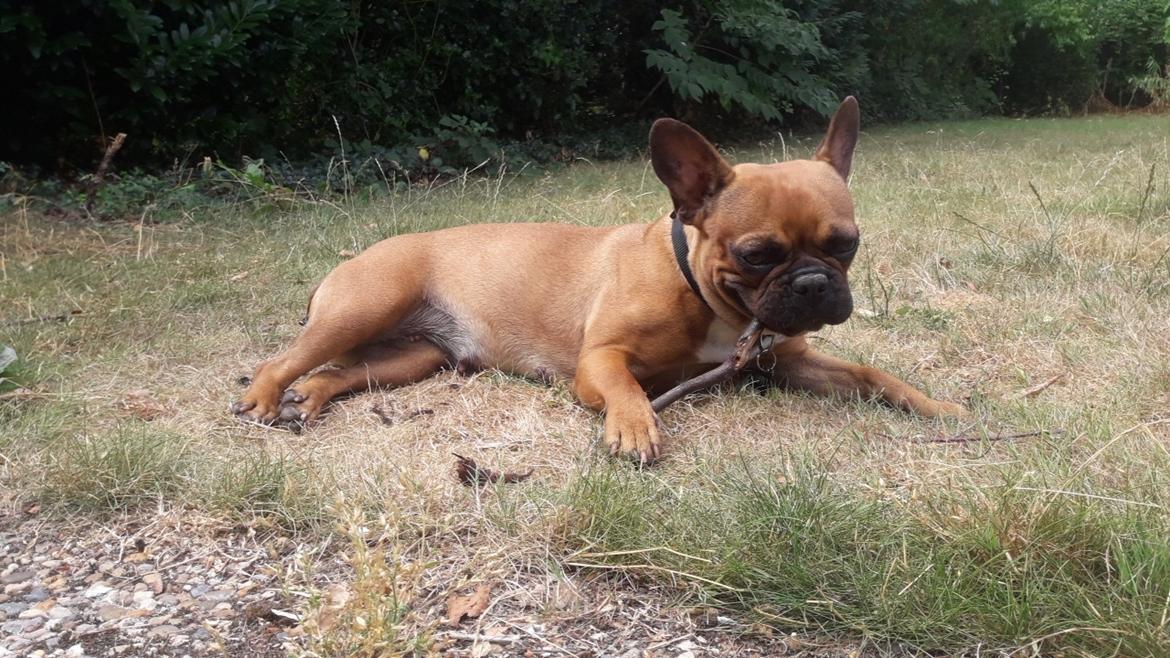 Fransk bulldog Hippo billede 8