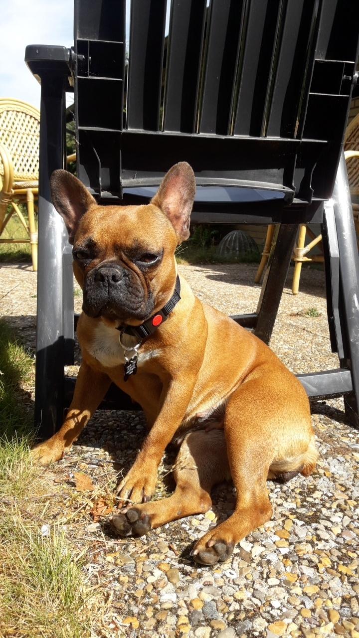 Fransk bulldog Hippo billede 10