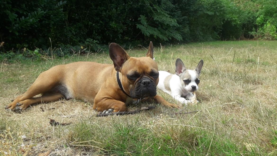 Fransk bulldog Hippo billede 9