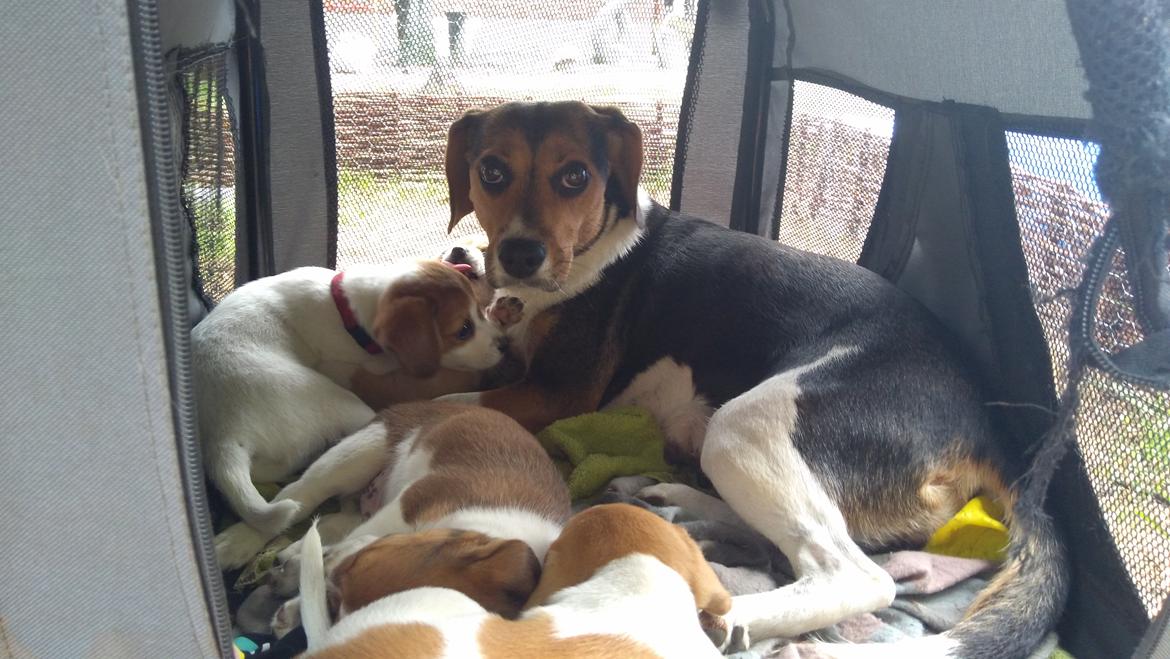 Blanding af racer Han hedder Felix  billede 37