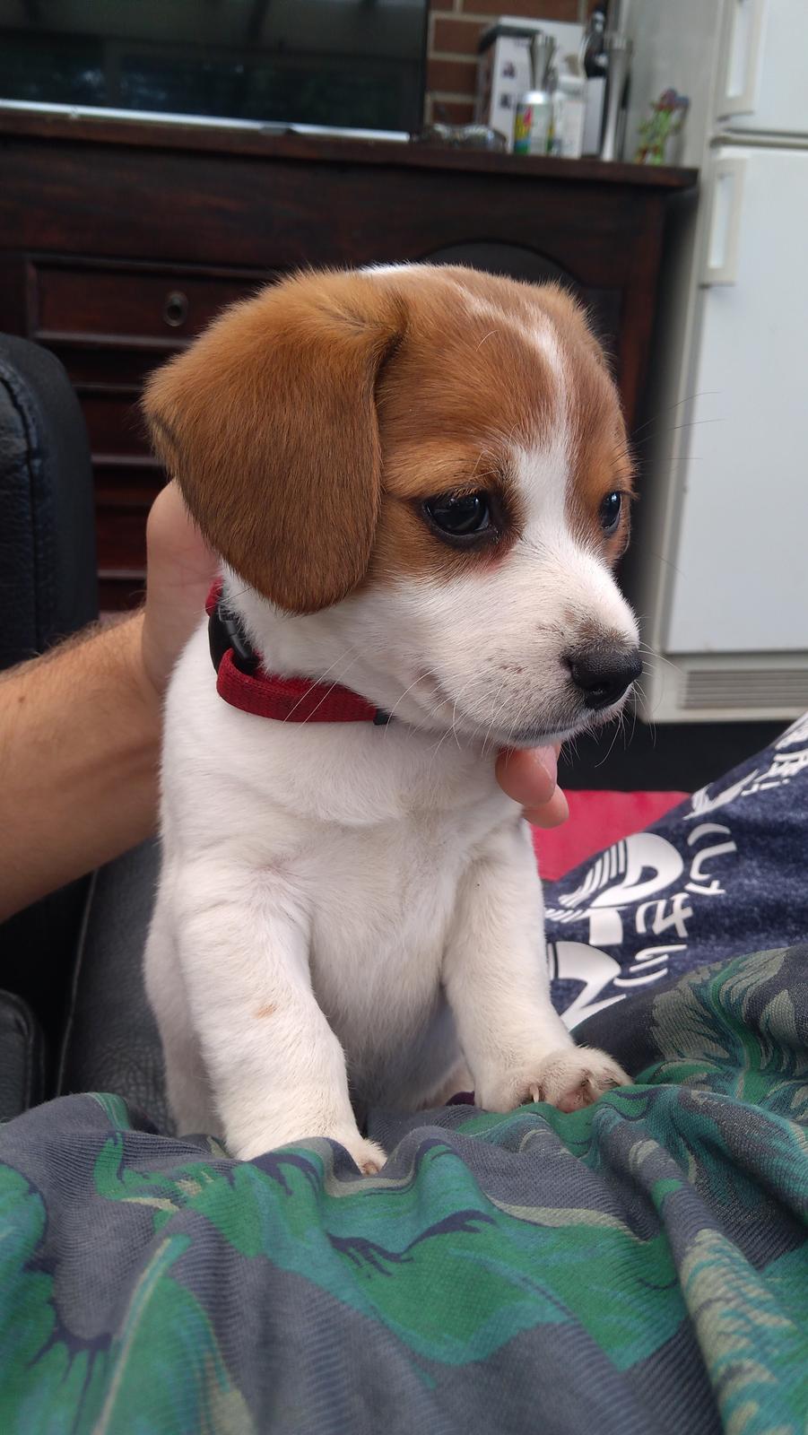 Blanding af racer Han hedder Felix  billede 43