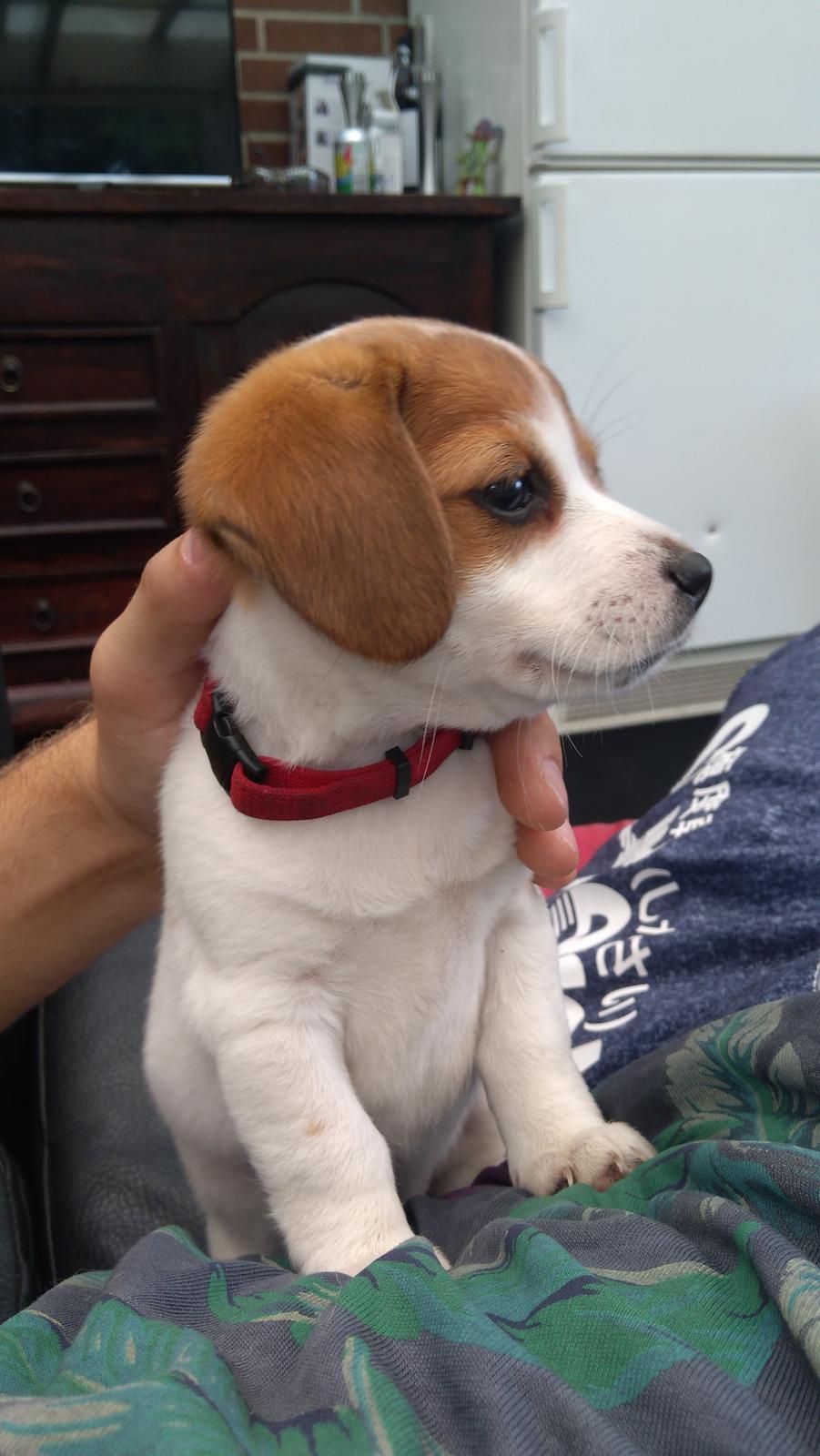 Blanding af racer Han hedder Felix  billede 44