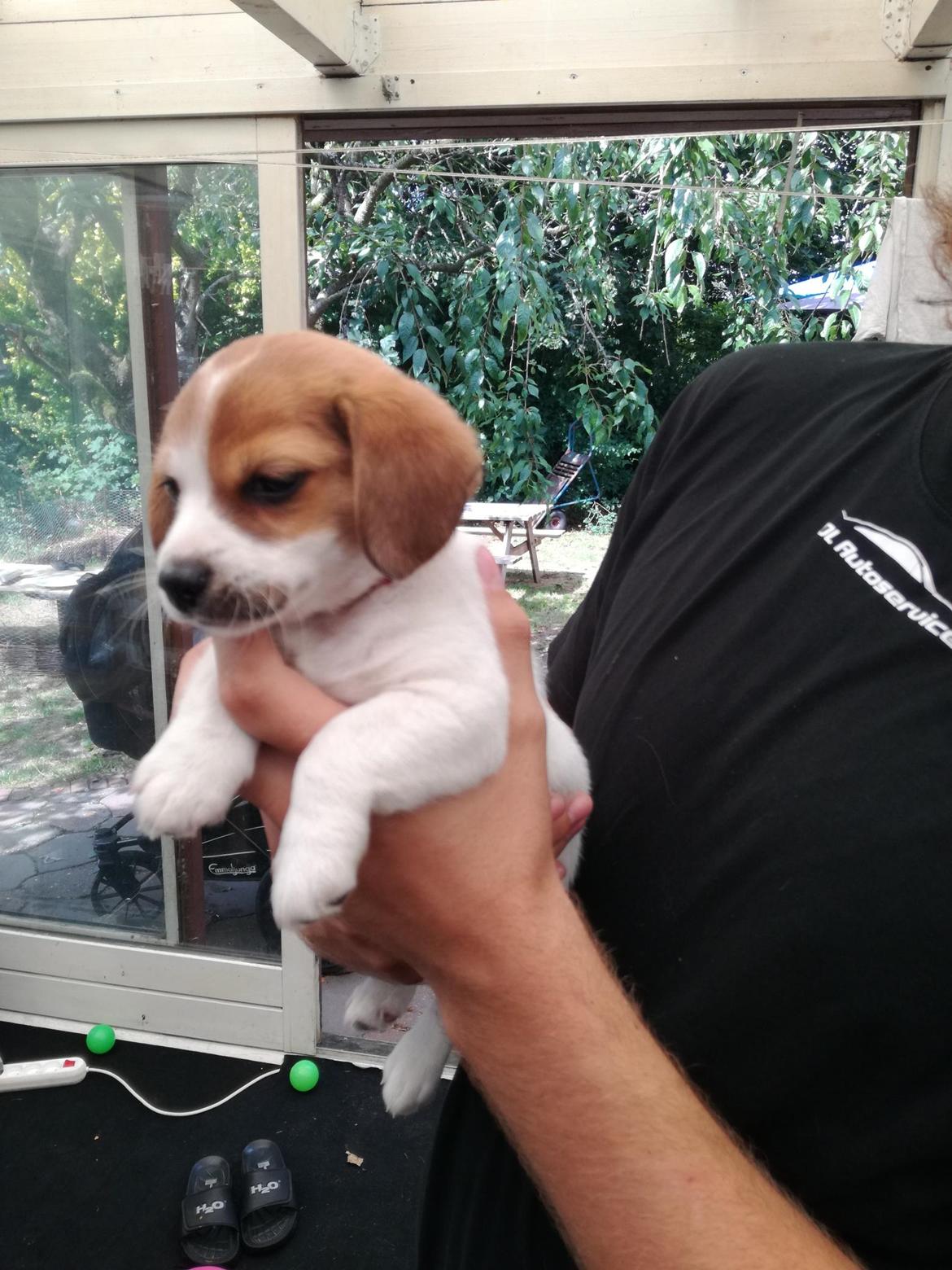 Blanding af racer Han hedder Felix  billede 45