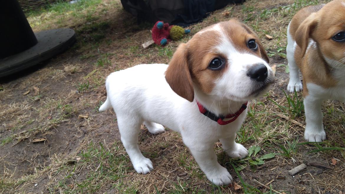 Blanding af racer Han hedder Felix  billede 30