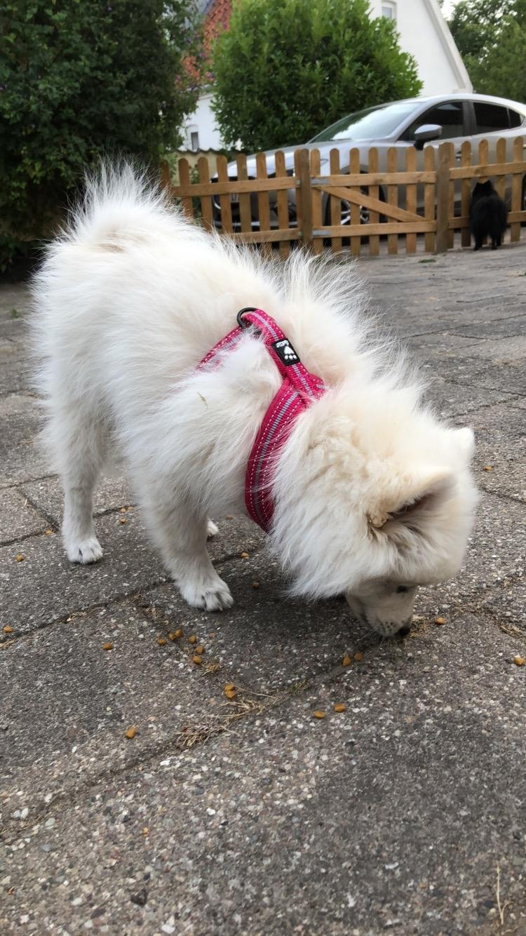 Kleinspitz Lille My billede 29