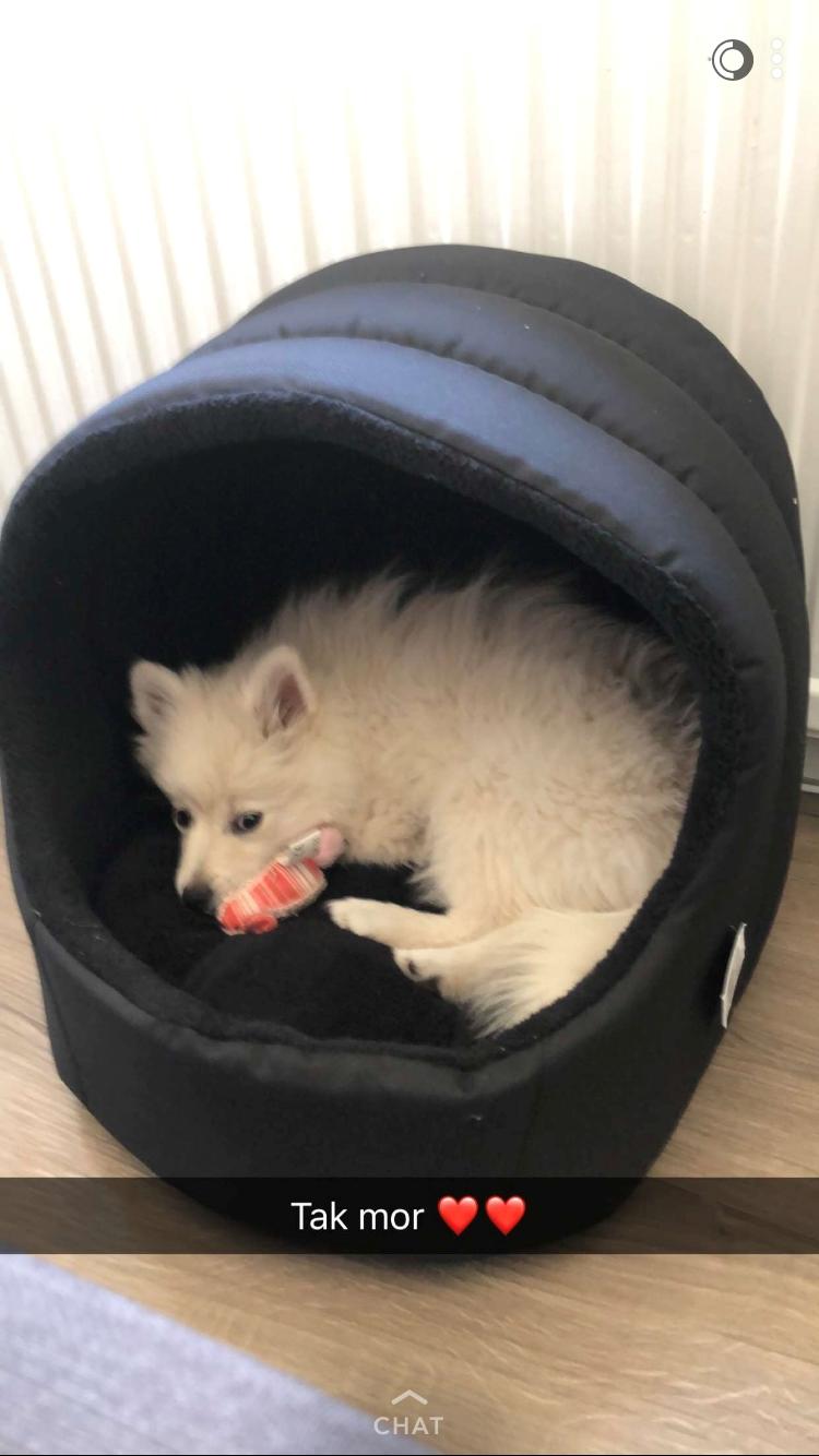 Kleinspitz Lille My billede 30