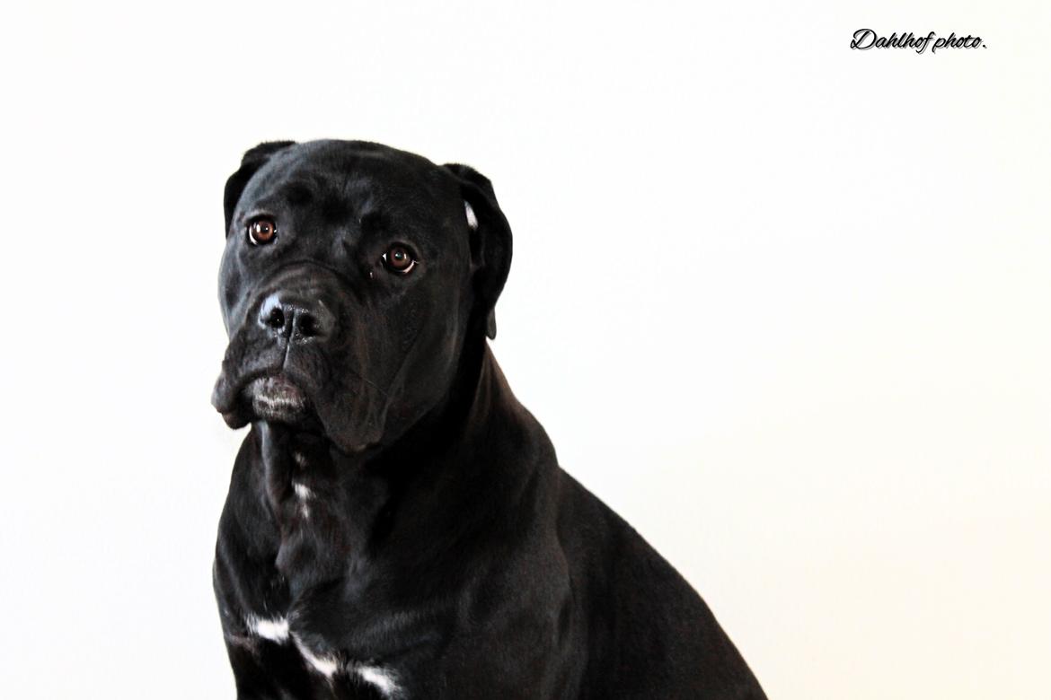 Cane corso Guardiana (Guardio) billede 8