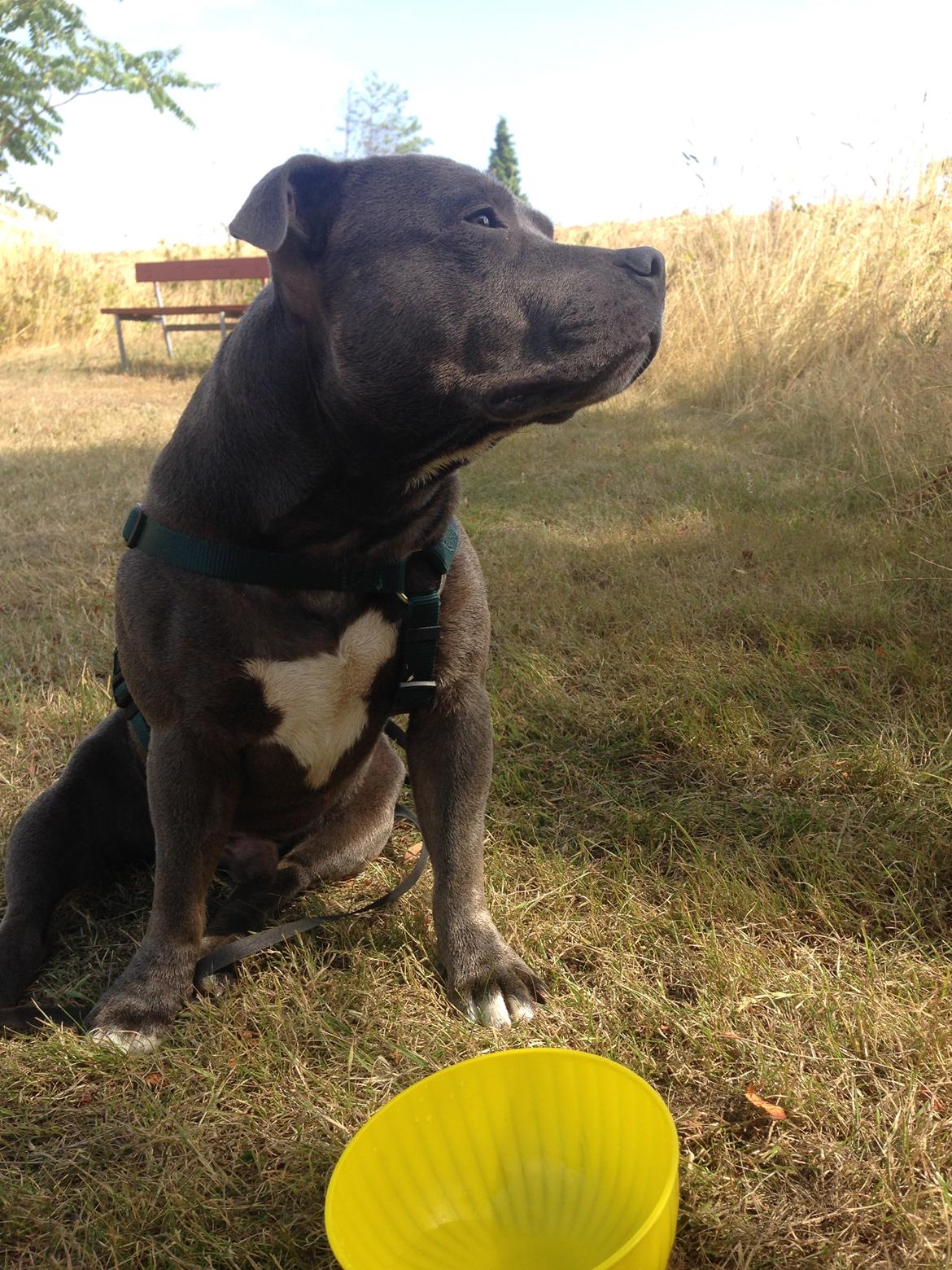 Staffordshire bull terrier Silver billede 8