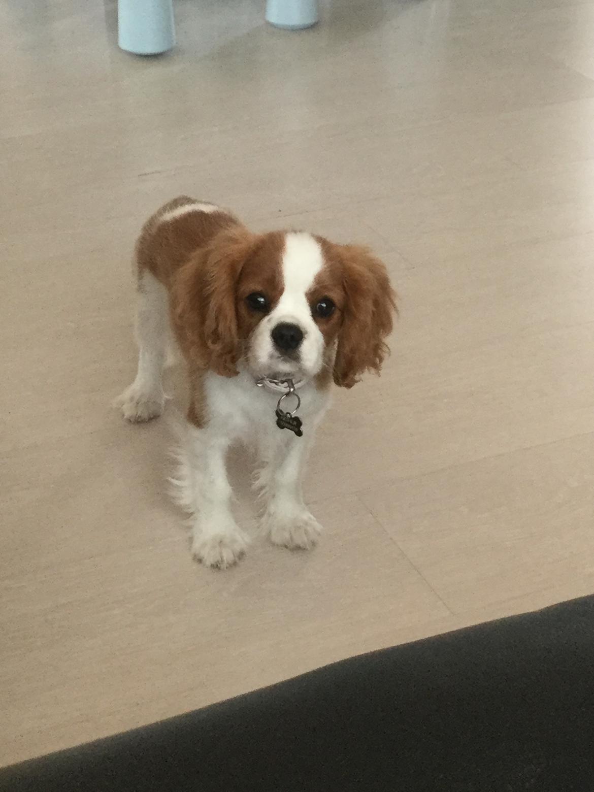 Cavalier king charles spaniel Arthur billede 16