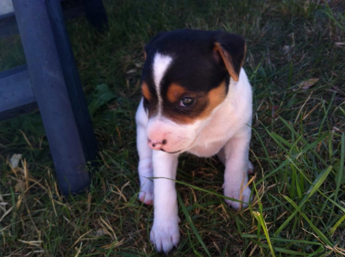 Blanding af racer Ronja billede 15