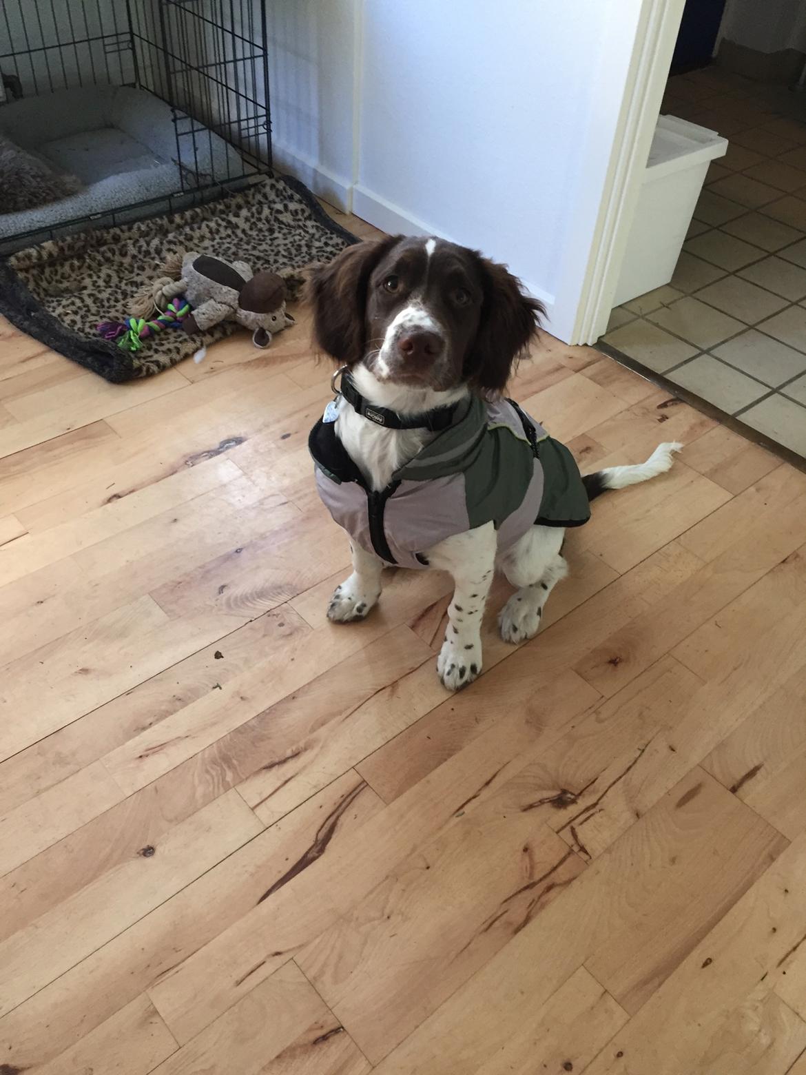 Field Trial Springer Spaniel Alba billede 4