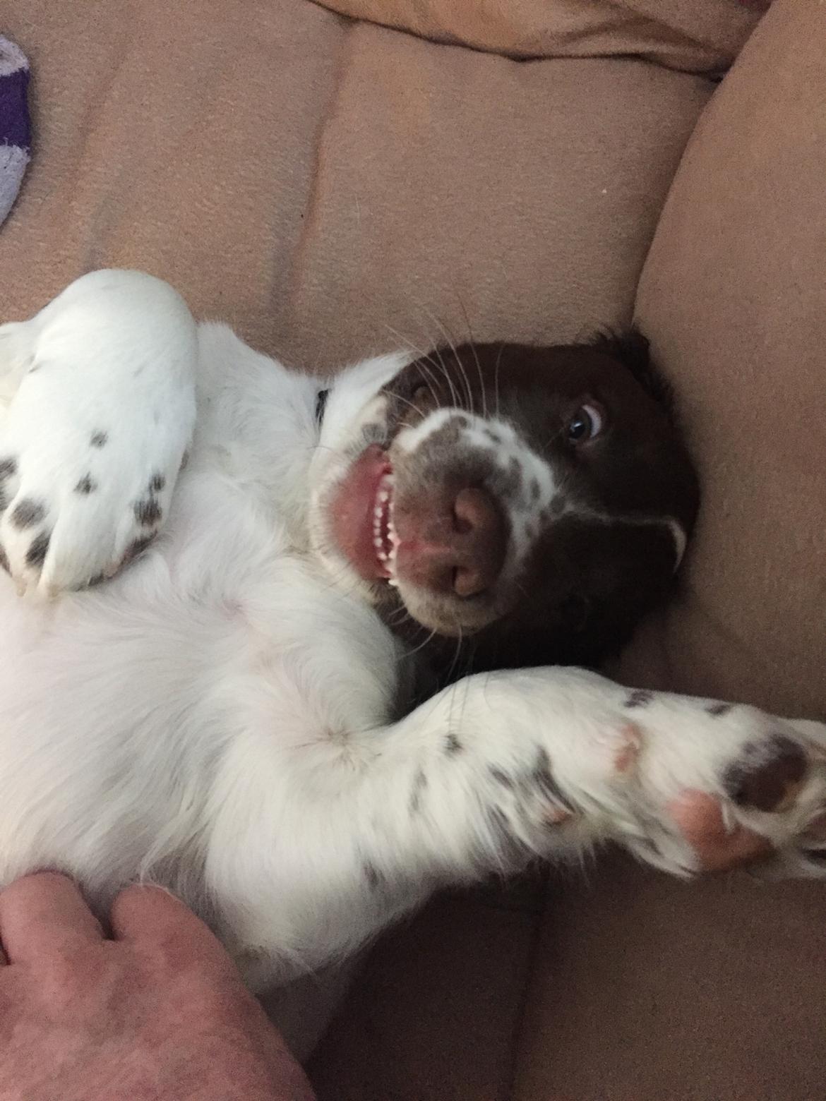 Field Trial Springer Spaniel Alba billede 2