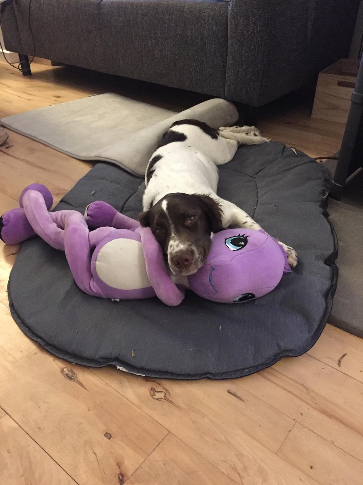 Field Trial Springer Spaniel Alba billede 5