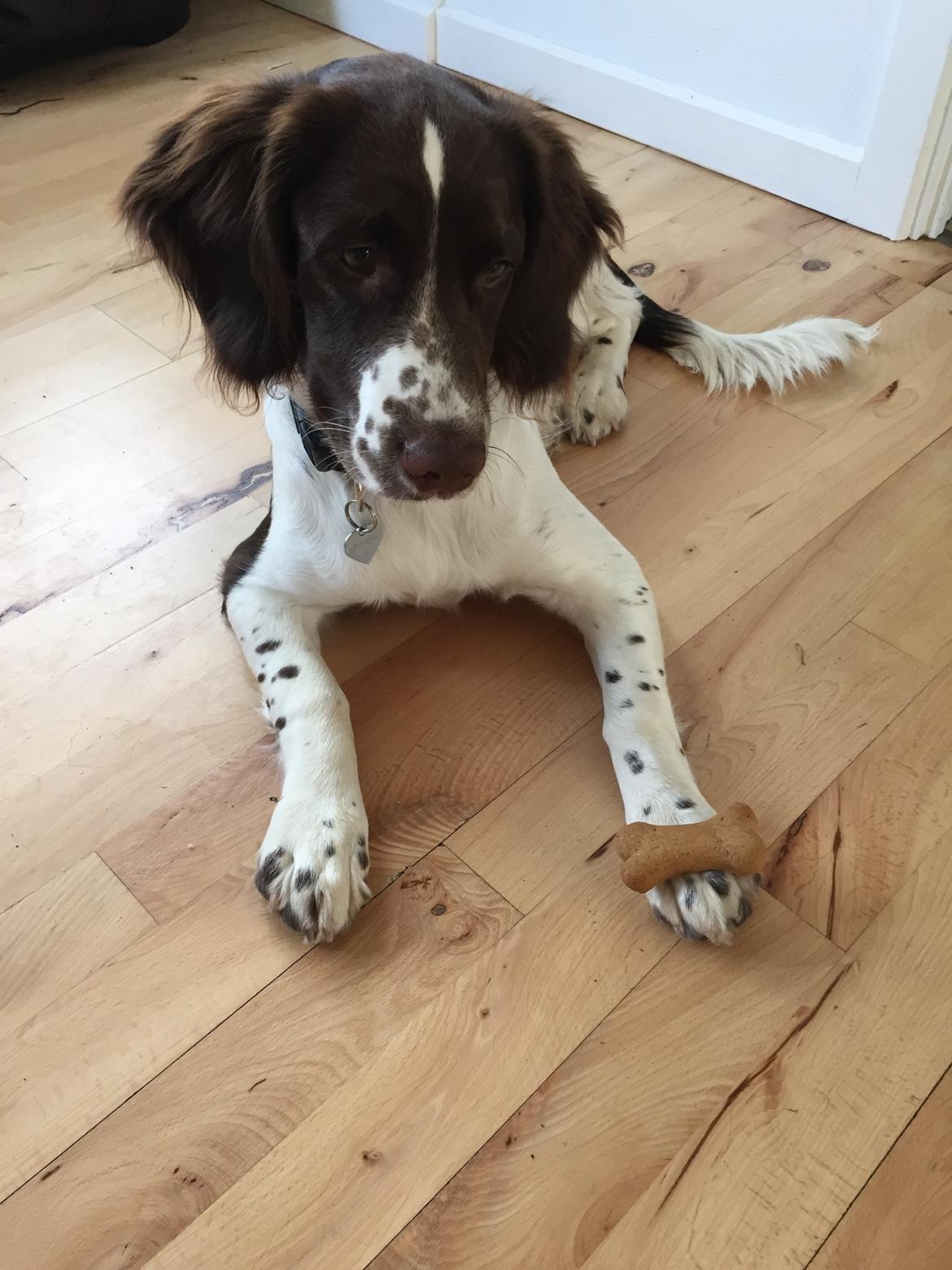 Field Trial Springer Spaniel Alba billede 9