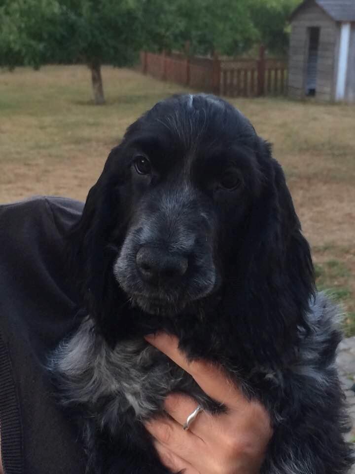 Cocker spaniel Ever billede 11