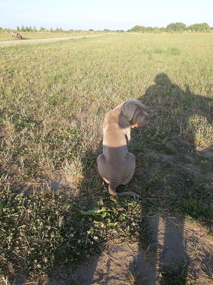 Mastino napoletano Hermann billede 4