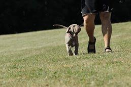 Mastino napoletano Hermann billede 6