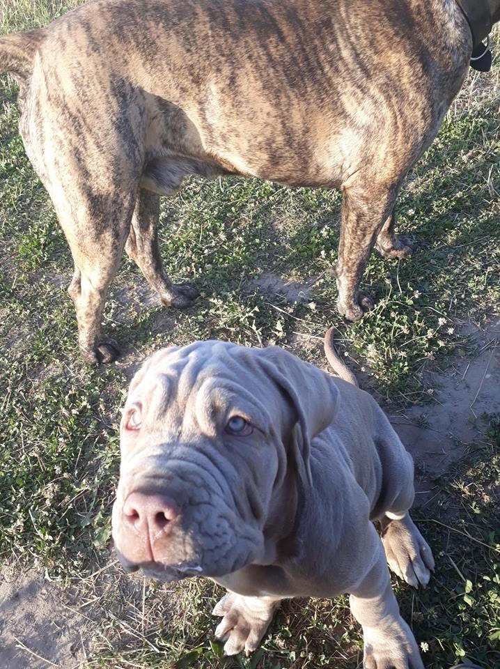 Mastino napoletano Hermann billede 8