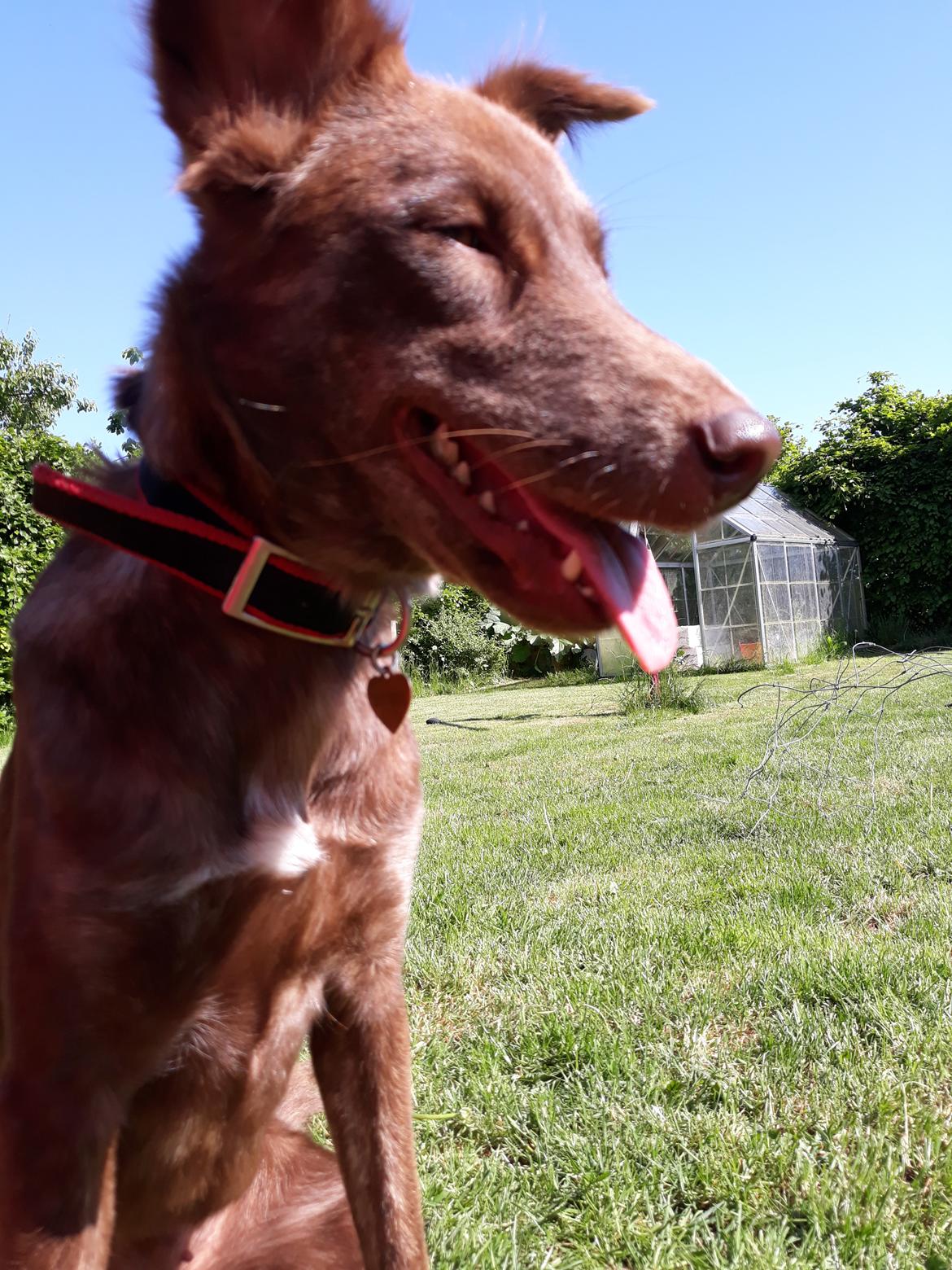 Blanding af racer Nuga ( Nom Tham ) billede 13