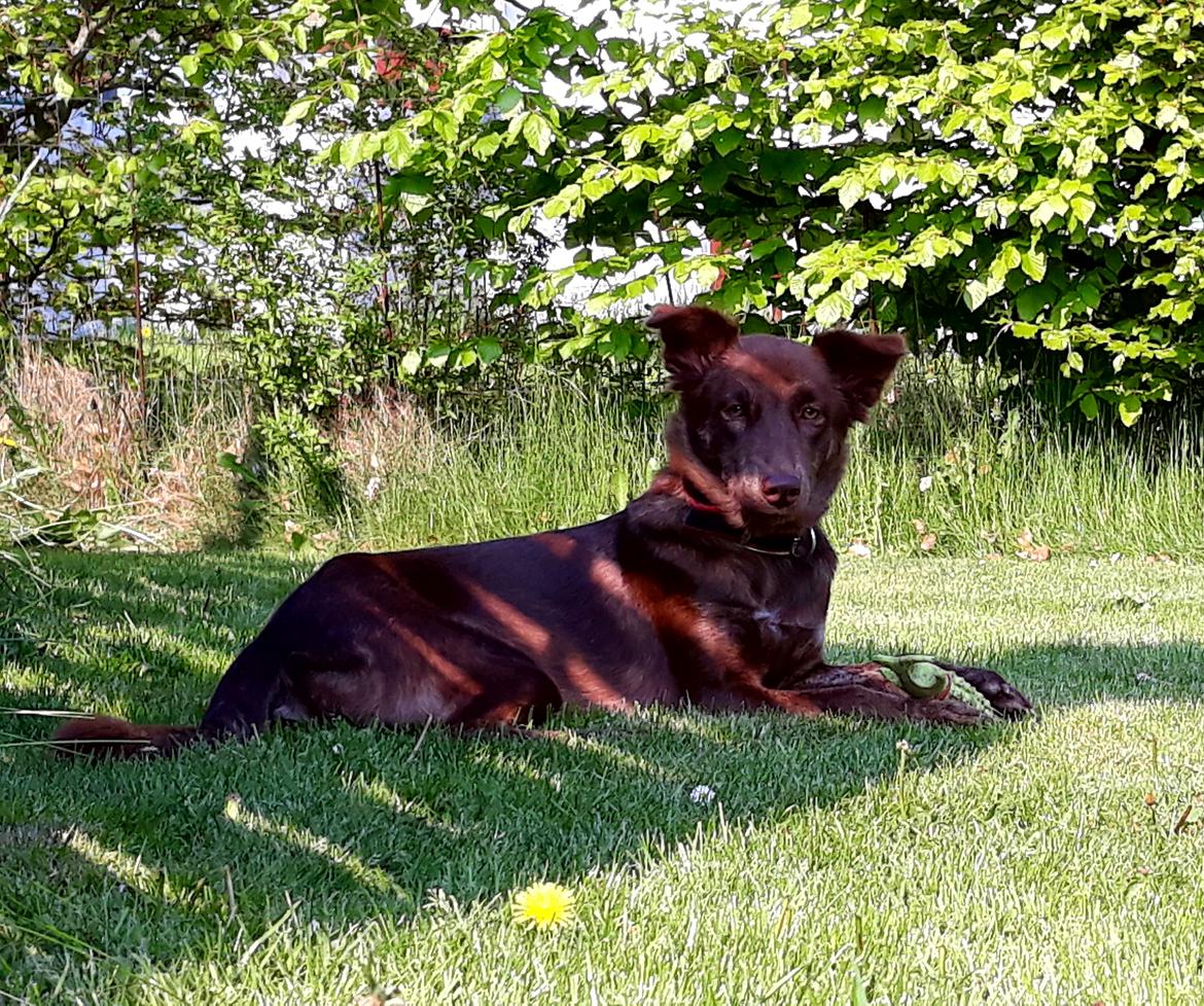 Blanding af racer Nuga ( Nom Tham ) billede 15