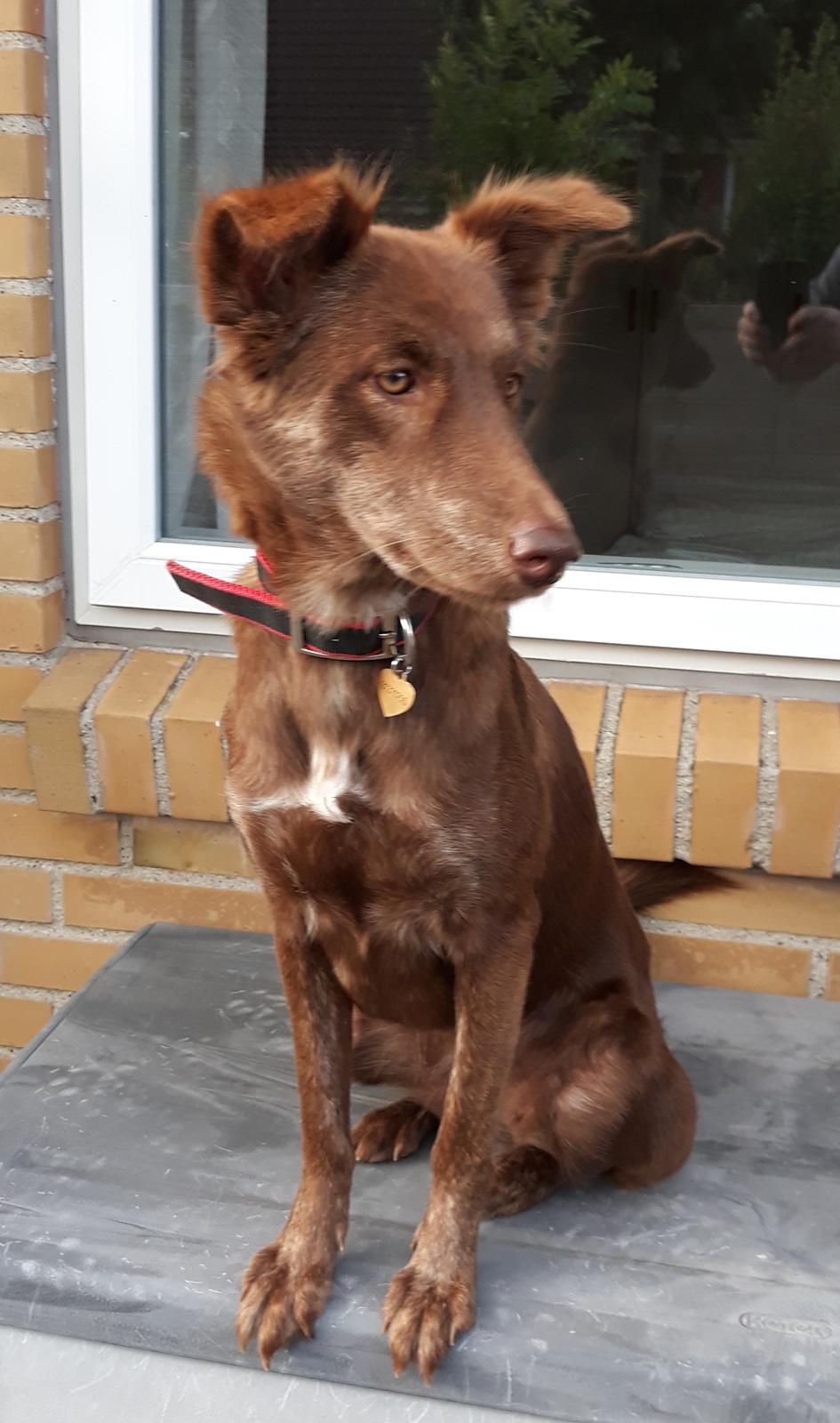 Blanding af racer Nuga ( Nom Tham ) billede 16