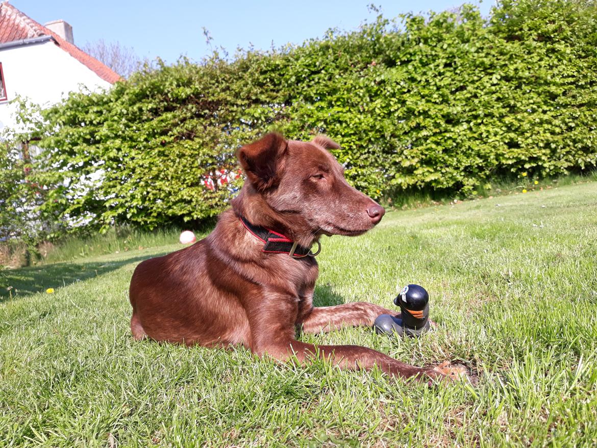 Blanding af racer Nuga ( Nom Tham ) billede 14