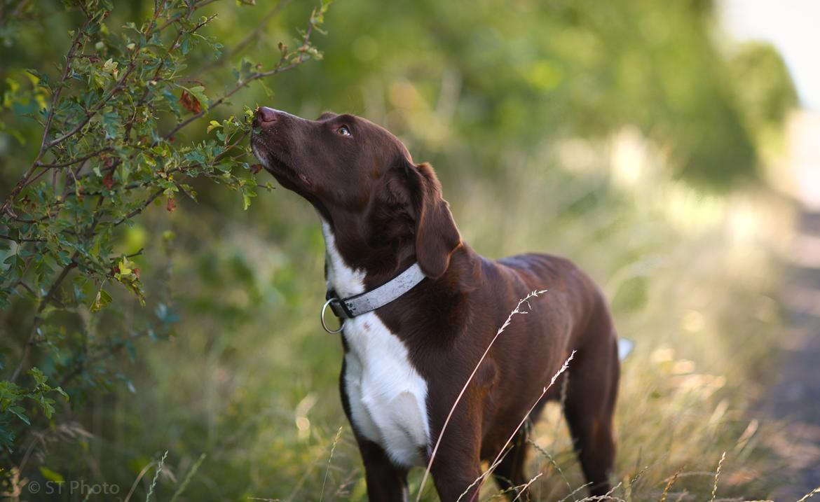 Blanding af racer Nellie billede 1