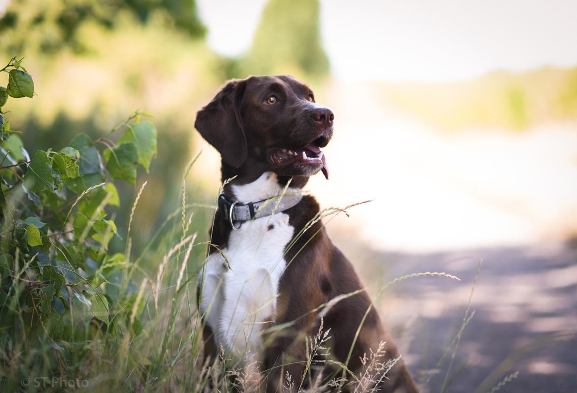 Blanding af racer Nellie billede 3