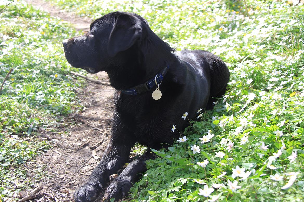 Labrador retriever BOSKO billede 1