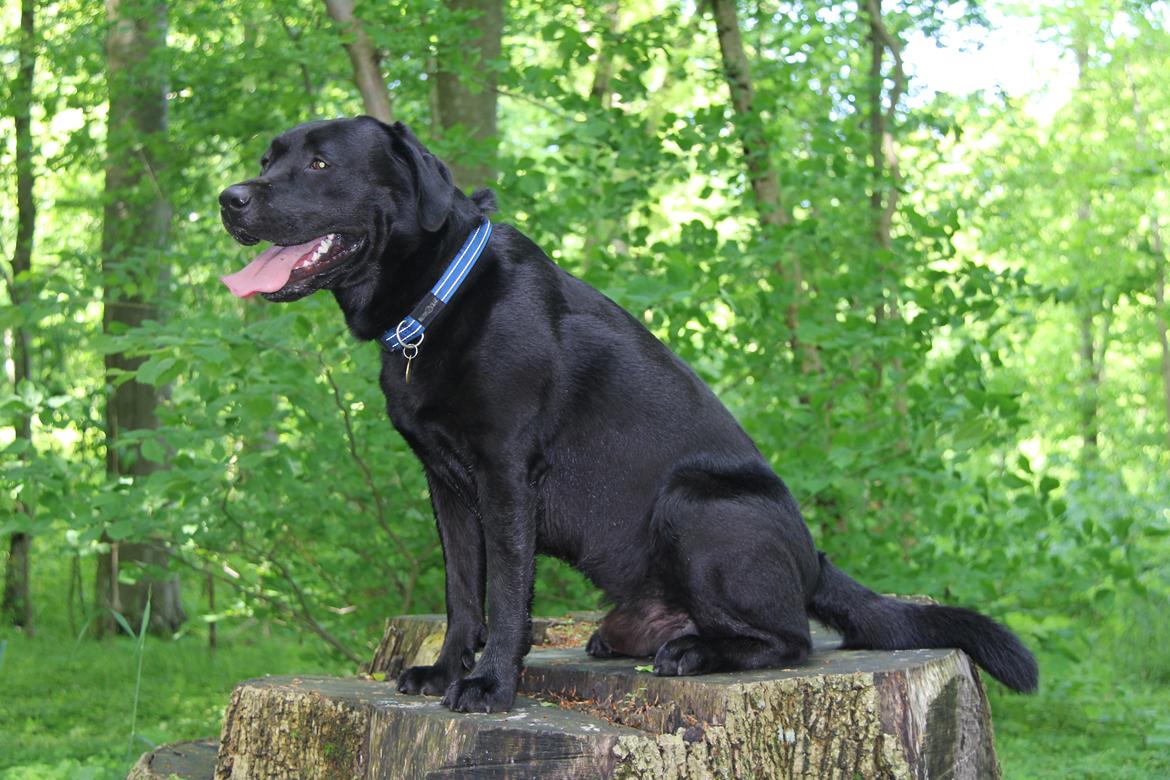 Labrador retriever BOSKO billede 2