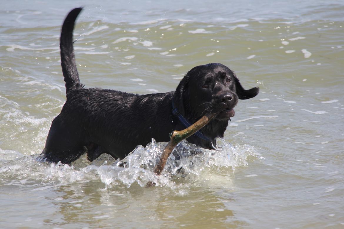 Labrador retriever BOSKO billede 3