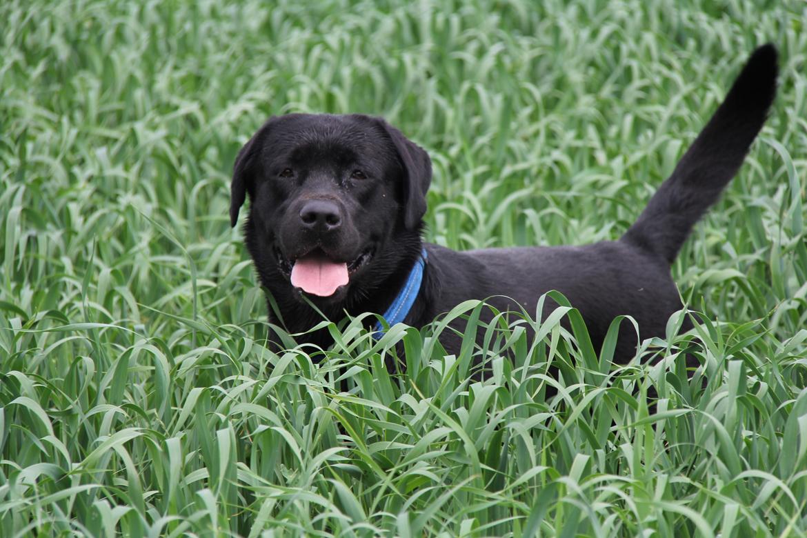 Labrador retriever BOSKO billede 4