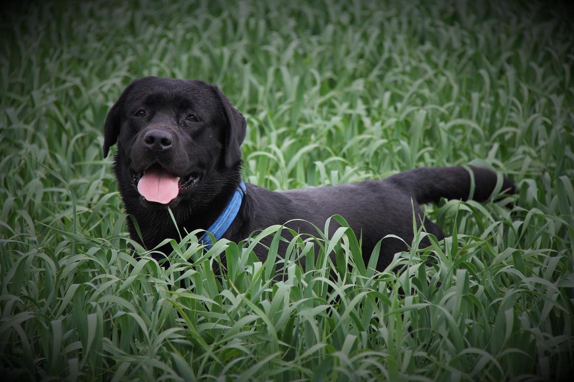 Labrador retriever BOSKO billede 5