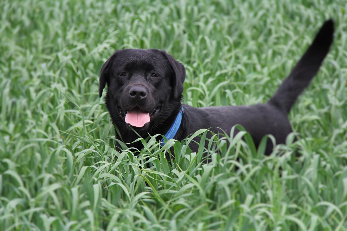 Labrador retriever BOSKO billede 6