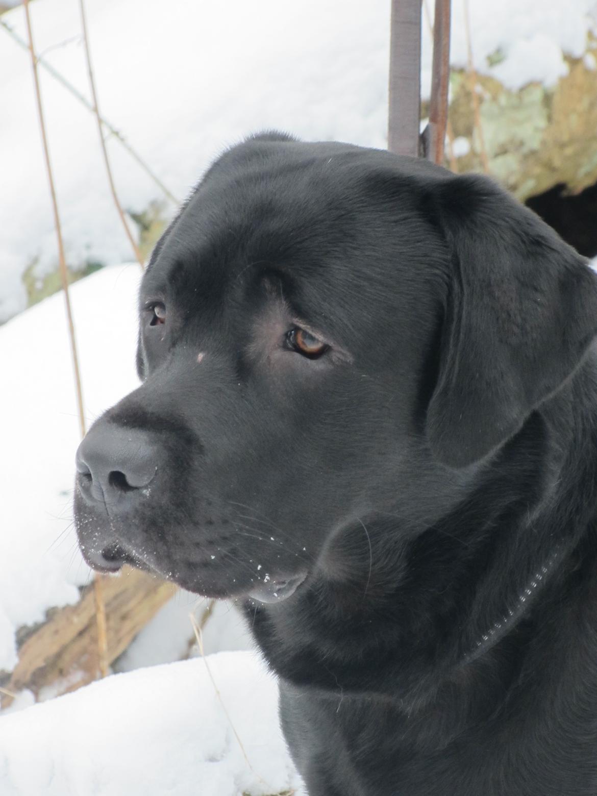 Labrador retriever BOSKO billede 7