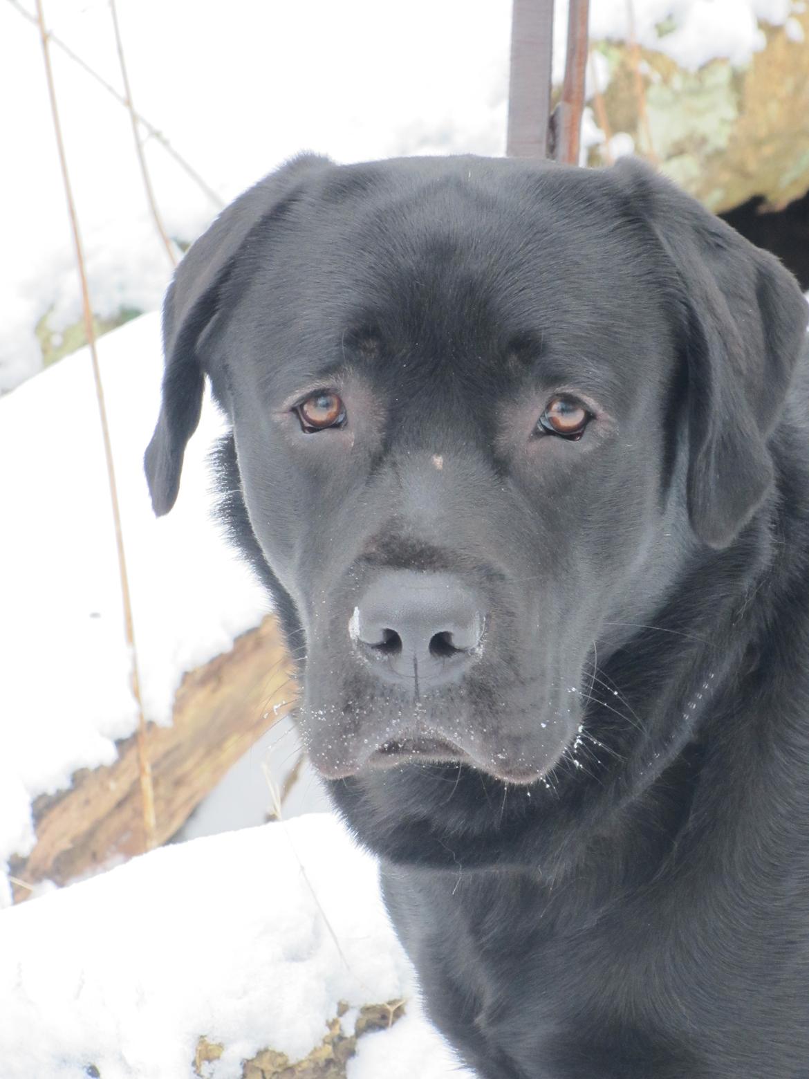 Labrador retriever BOSKO billede 8