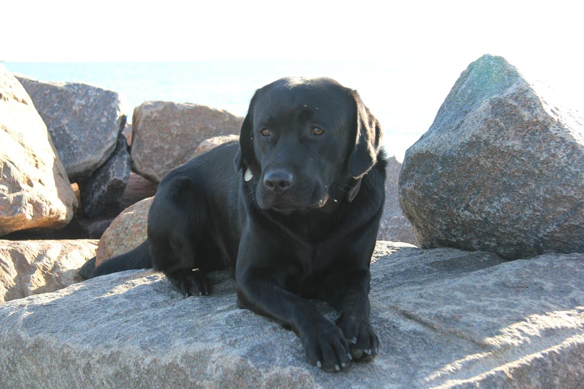 Labrador retriever BOSKO billede 9