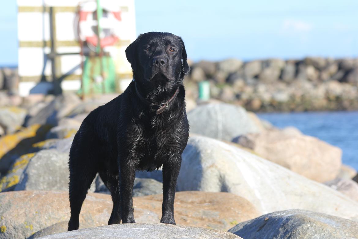 Labrador retriever BOSKO billede 10