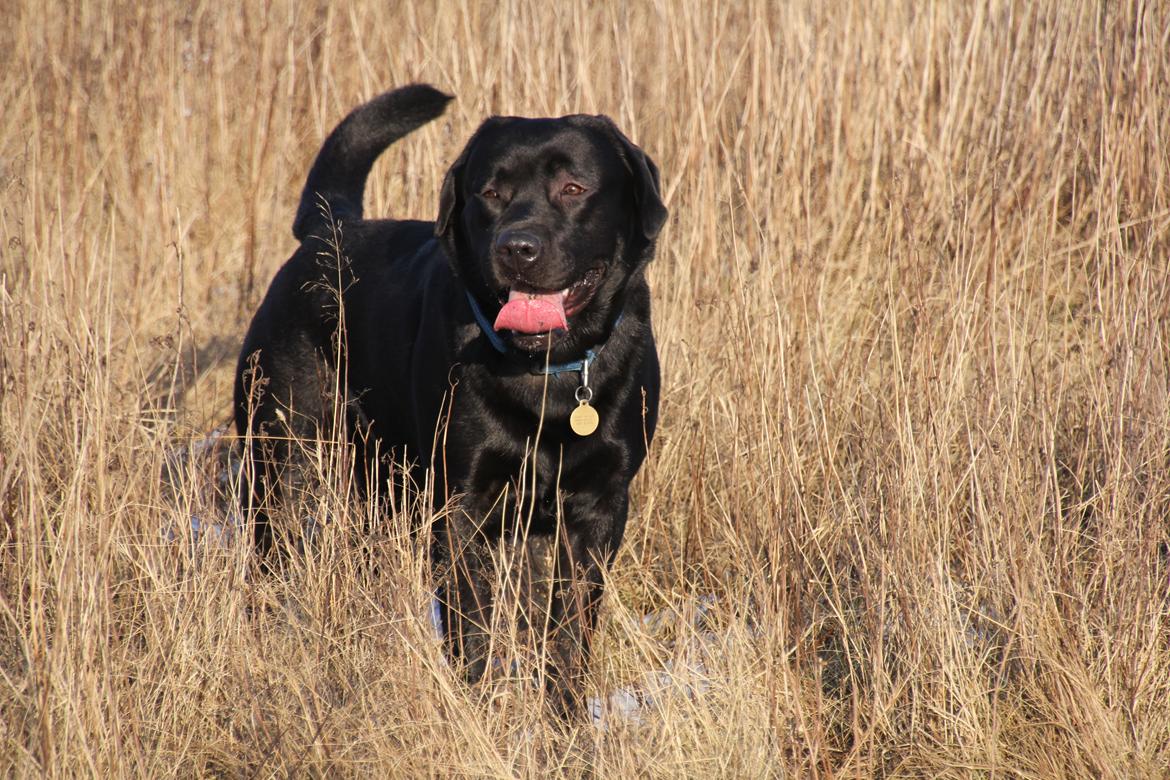 Labrador retriever BOSKO billede 11