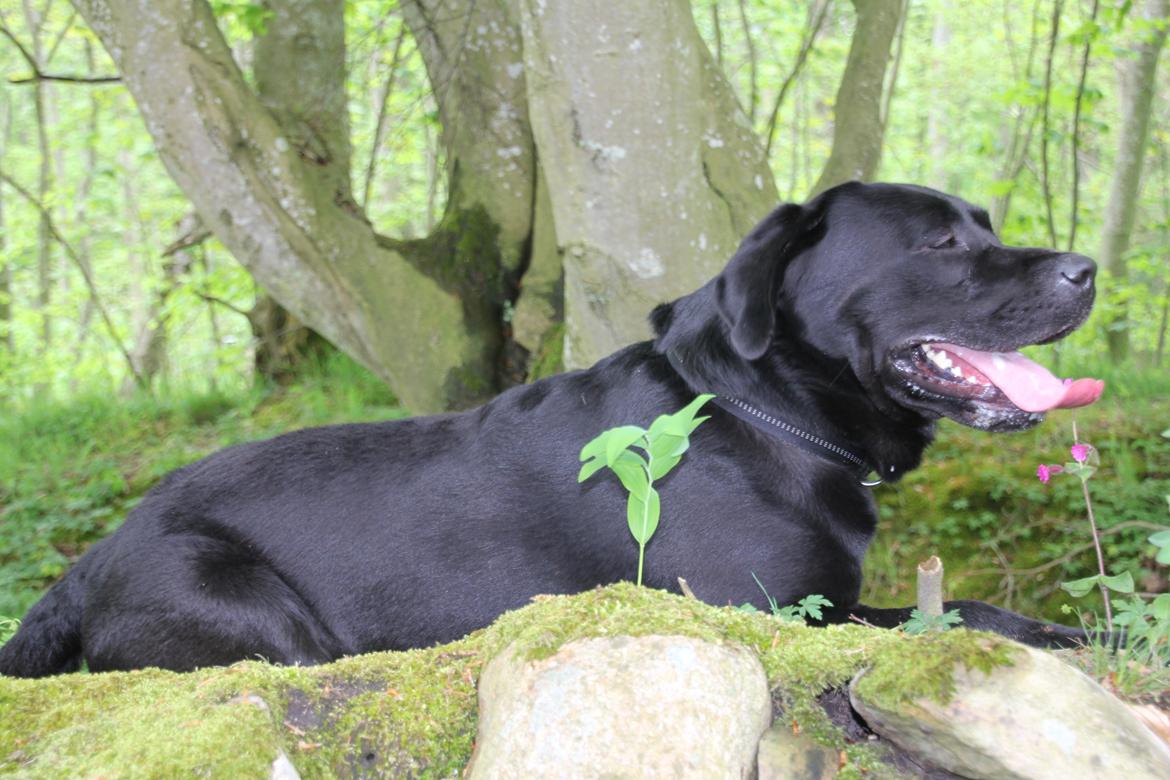 Labrador retriever BOSKO billede 12
