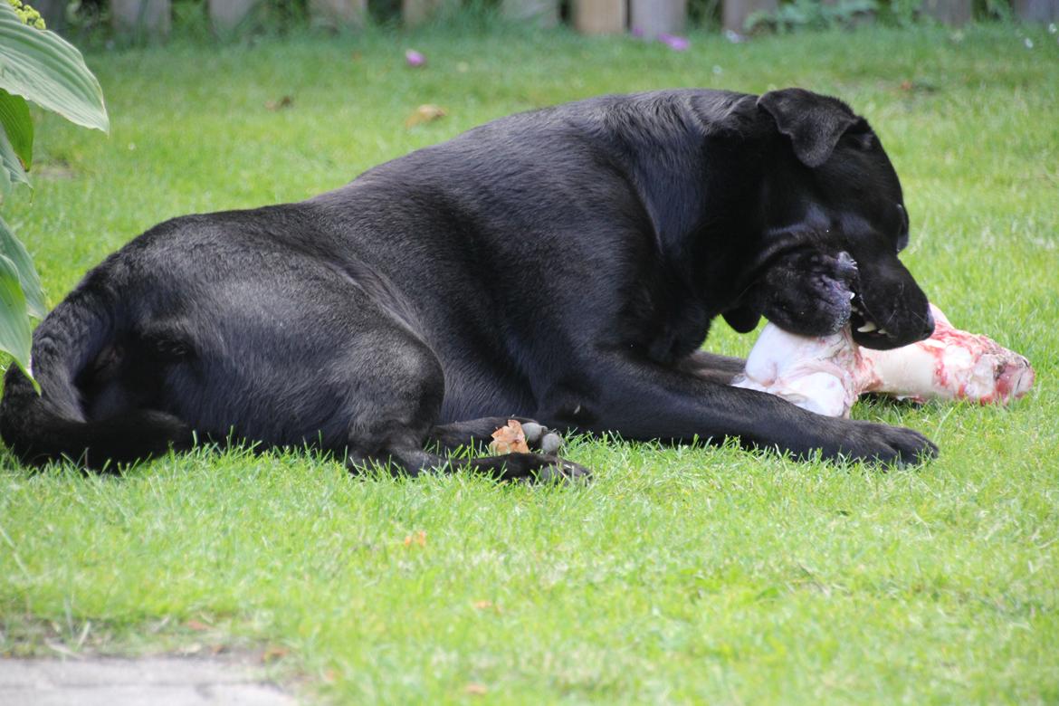 Labrador retriever BOSKO billede 13
