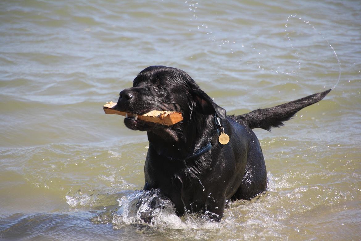 Labrador retriever BOSKO billede 14