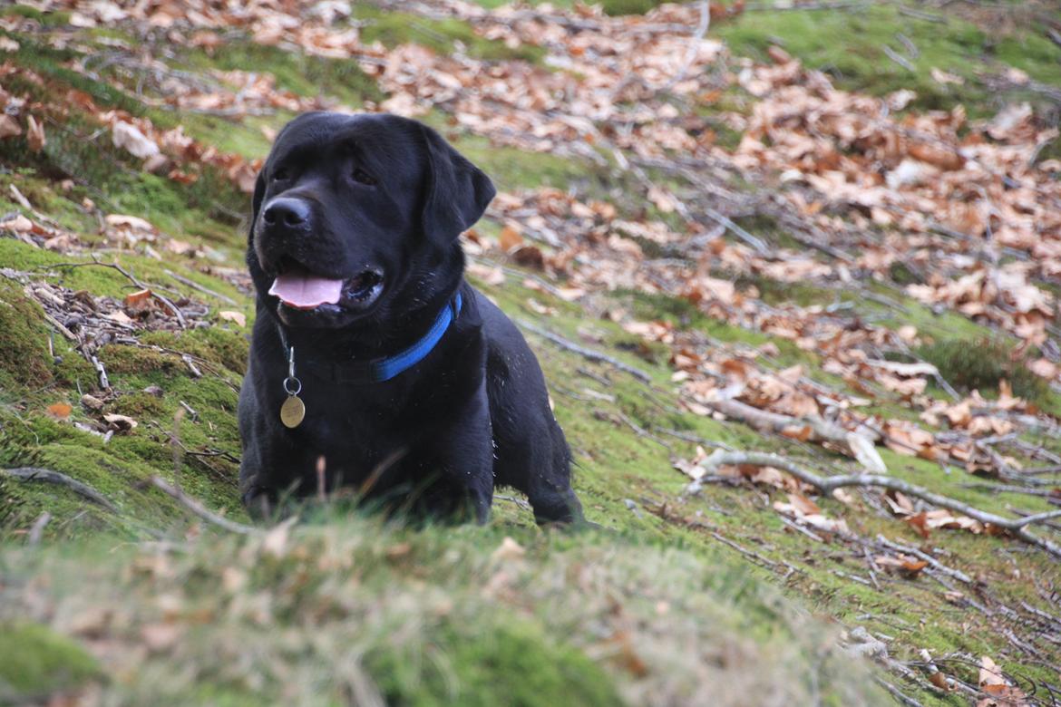 Labrador retriever BOSKO billede 15