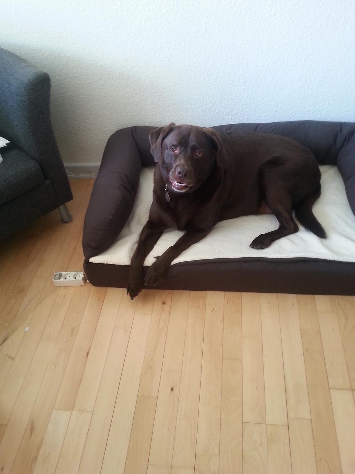 Labrador retriever Bobo (3/8/2009-27/5/2018) billede 25